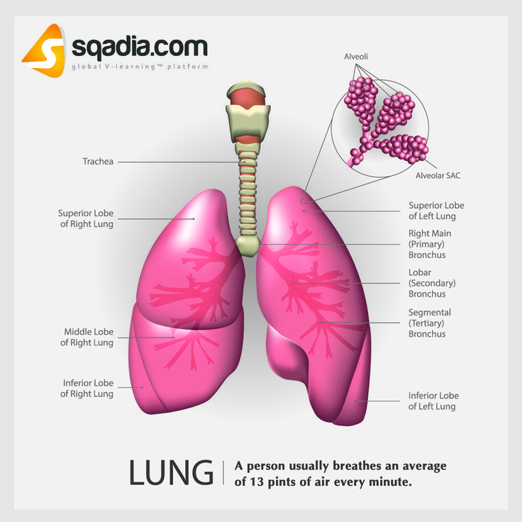 Lung Air | Anatomy, Ancient warfare, Emergency medicine