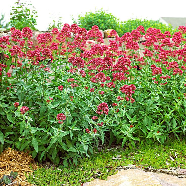 red flowers are blooming in the garden next to some rocks and grass on the ground