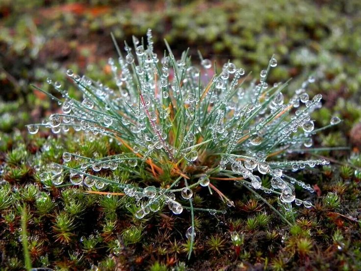 some water droplets are on the grass and it looks like they're covered in ice