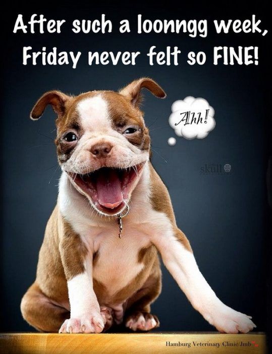 Funny Friday | Laughing dog, Happy puppy, Pet photo contest