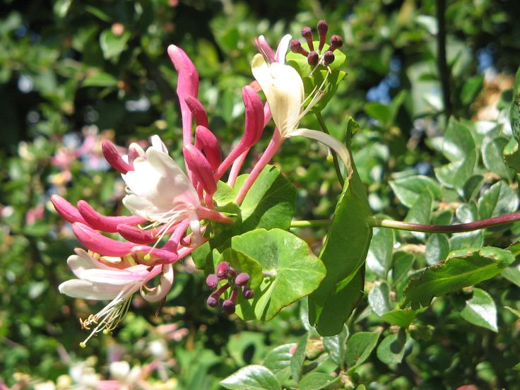 a close up of a flower on a tree with many leaves and flowers in the background