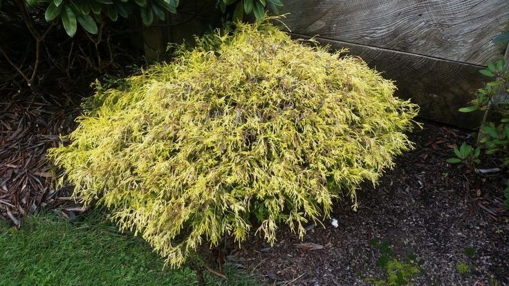 a yellow bush in the middle of some mulch