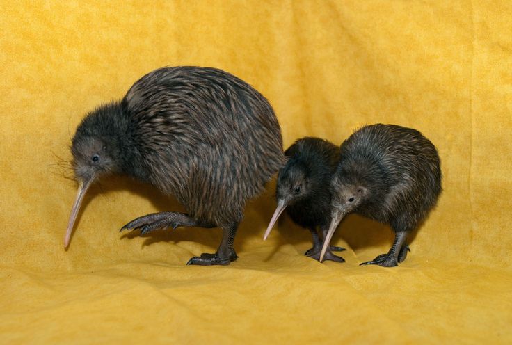 two small kiwis standing next to each other on a yellow cloth covered background