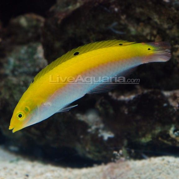 a yellow and white fish swimming in an aquarium