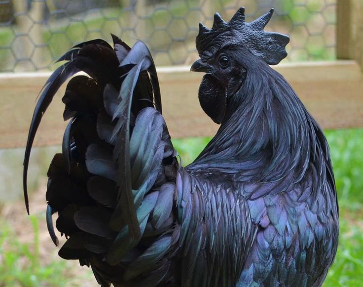 a black rooster standing on top of a lush green field