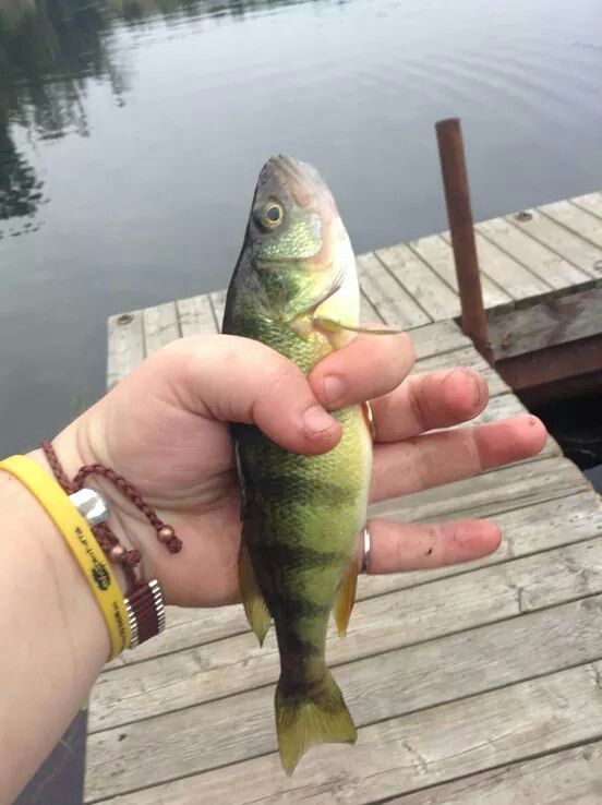 a person holding a small fish in their hand on a dock next to the water