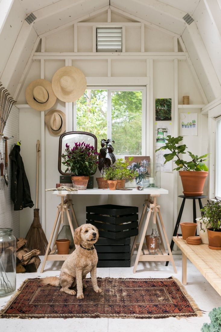 a dog is sitting in front of a table with potted plants and other things on it