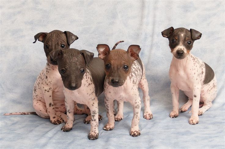 three brown and white puppies sitting next to each other on a blue cloth background