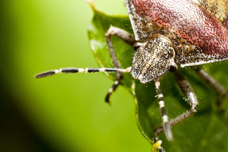 a close up of a bug on a leaf