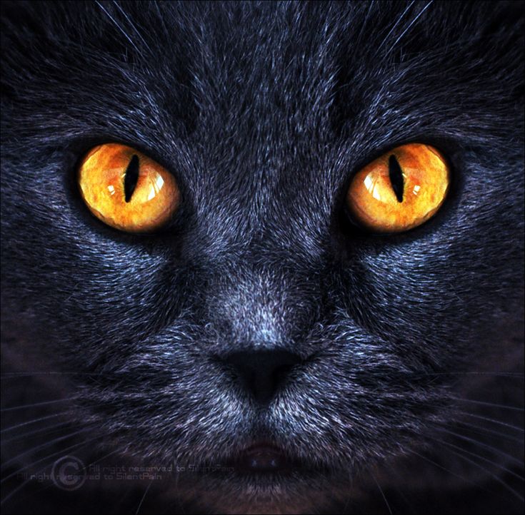 a black cat with yellow eyes looking at the camera