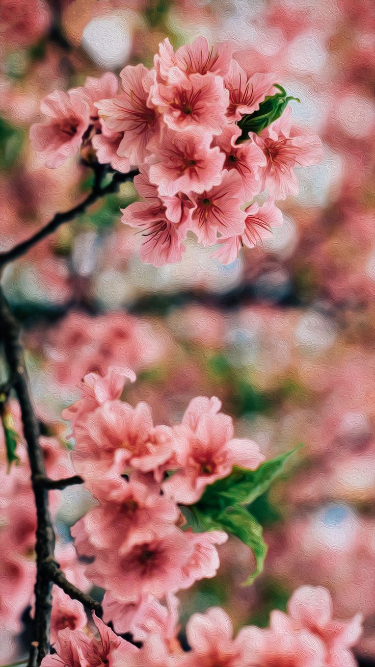 Wallpaper Sakura | Flor de cerejeira pintura, Flores de cerejeira  japonesas, Flor de cerejeira sakura