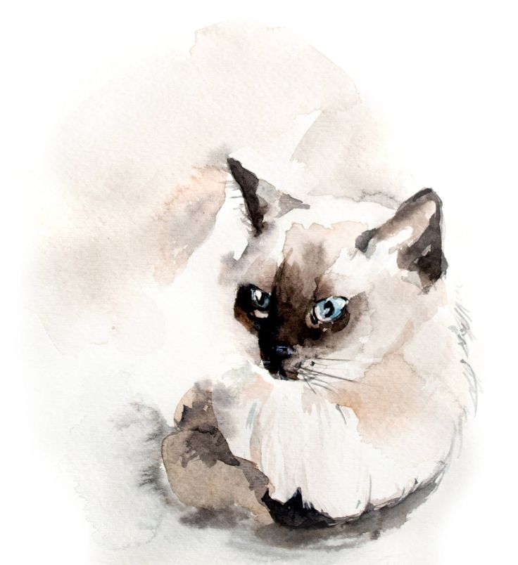 a watercolor painting of a siamese cat with blue eyes and whiskers