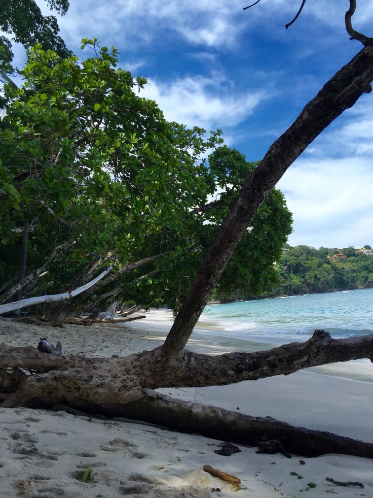 a fallen tree sitting on top of a sandy beach