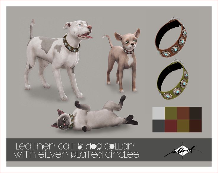 three different types of dog collars and bracelets