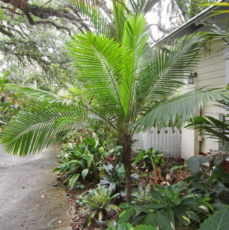 a palm tree in front of a house with lots of green plants and trees around it