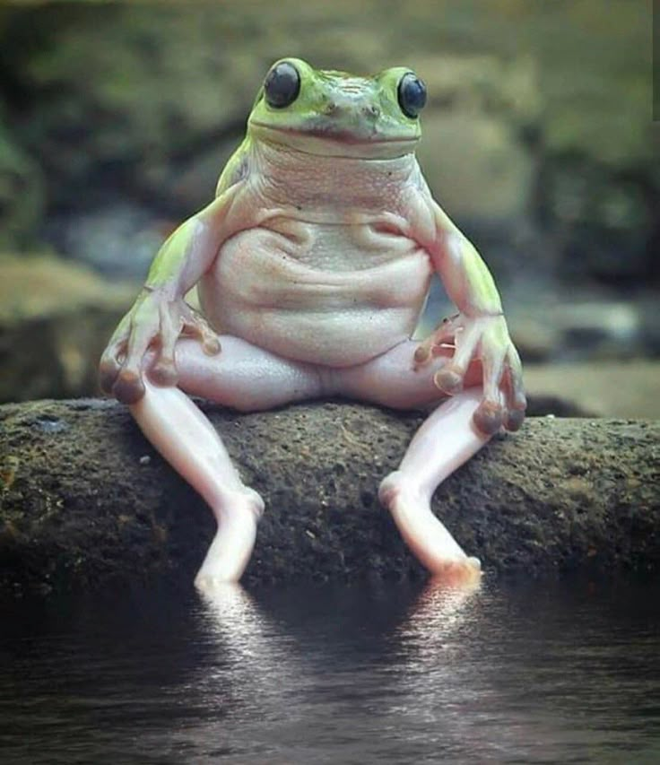 a frog sitting on top of a rock next to water