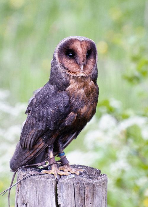 melanism Tumblr Barn owl, Owl, Melanistic animals