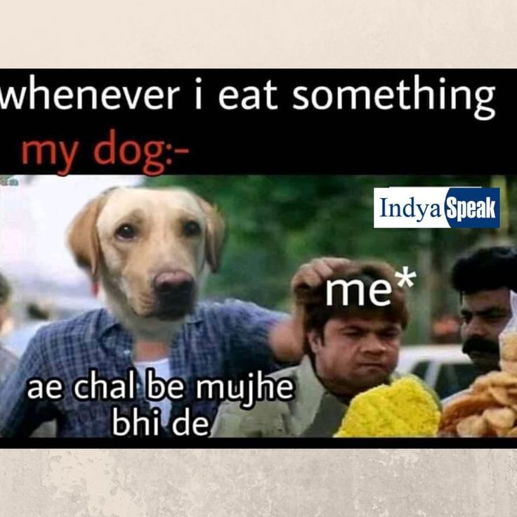 a dog that is standing in front of some people and has the caption saying, whenever i eat something my dog - me