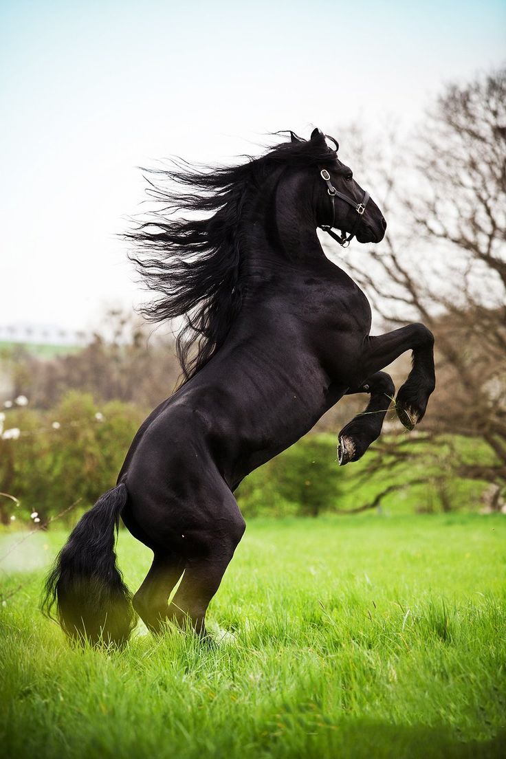 a black horse is galloping in the grass