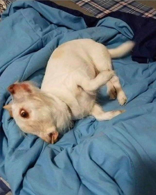 a small white dog laying on top of a blue bed sheet with his paw in the air