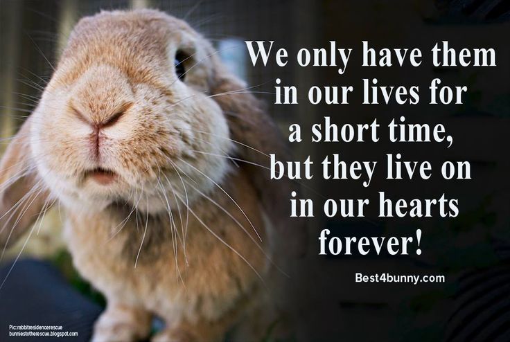 a rabbit is looking at the camera with a quote on it that says, we only have them in our lives for a short time, but they live on in our hearts forever