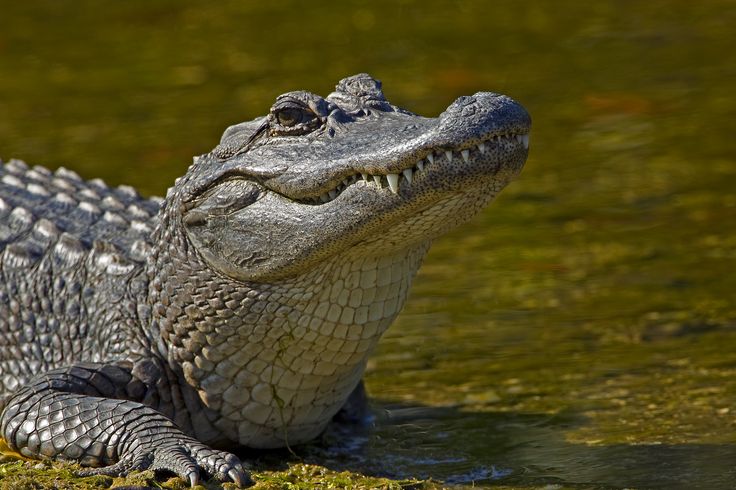 an alligator is sitting in the water with its mouth open