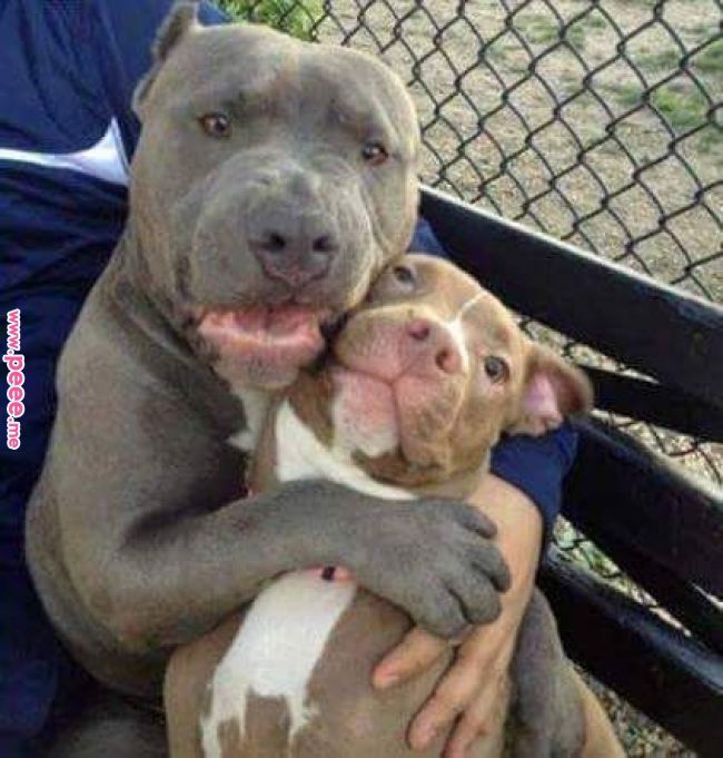 two dogs are sitting on a bench and one is hugging the other dog's chest