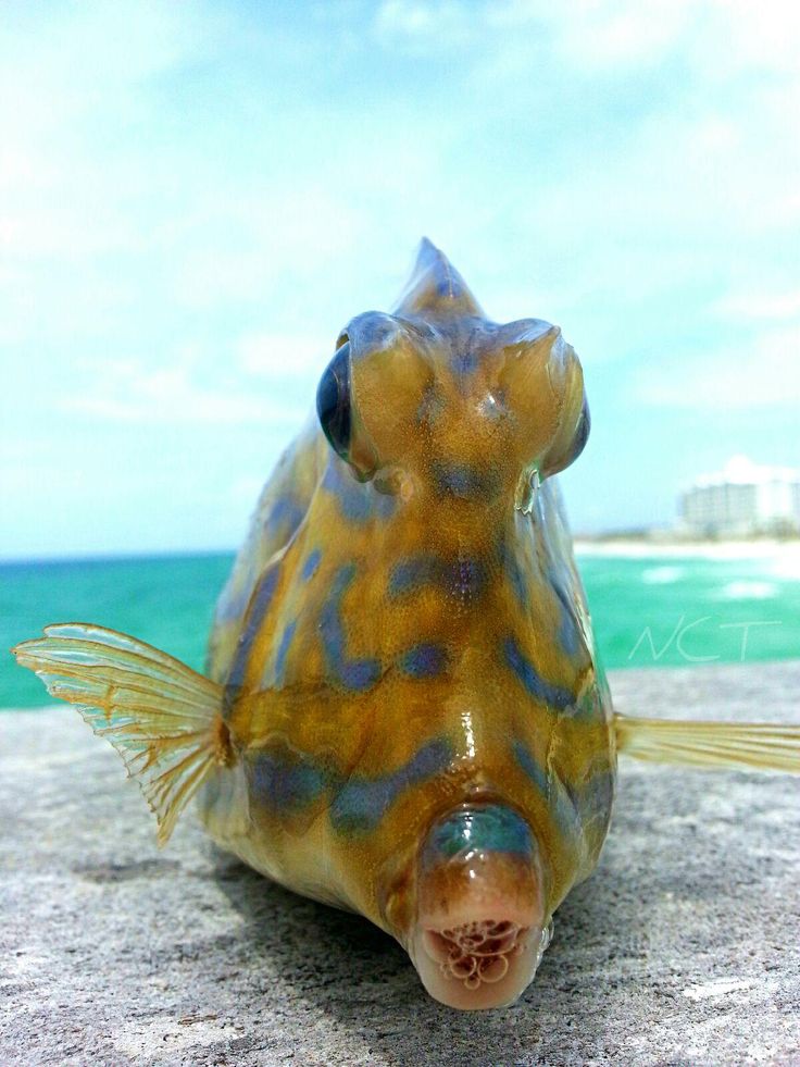 a close up of a fish on the ground near the ocean and sky with clouds in the background