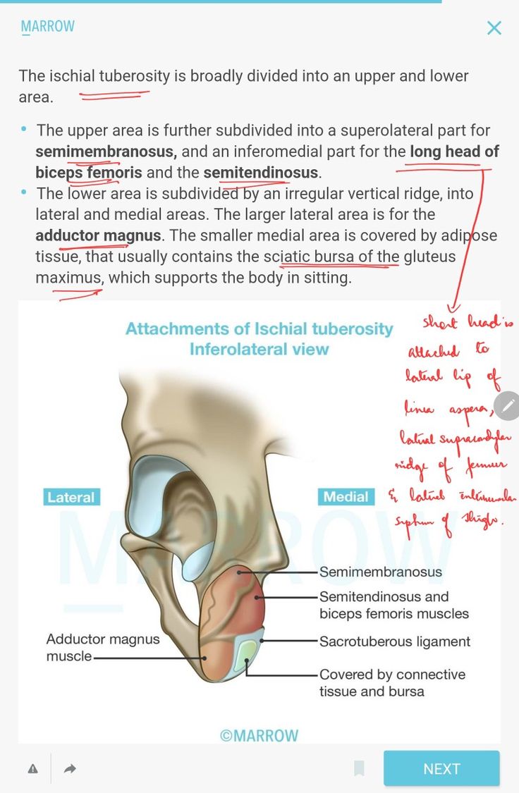 Muscle attached to ischial tuberosity | Adipose tissue, Biceps, Muscle