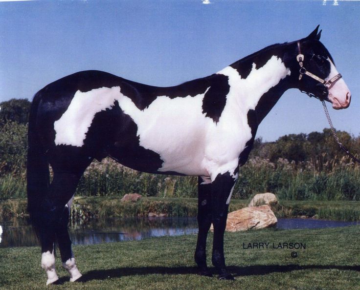 a black and white horse standing on top of a lush green field next to a lake