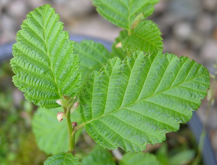 a close up of a green leaf on a plant in a blue pot with rocks in the background