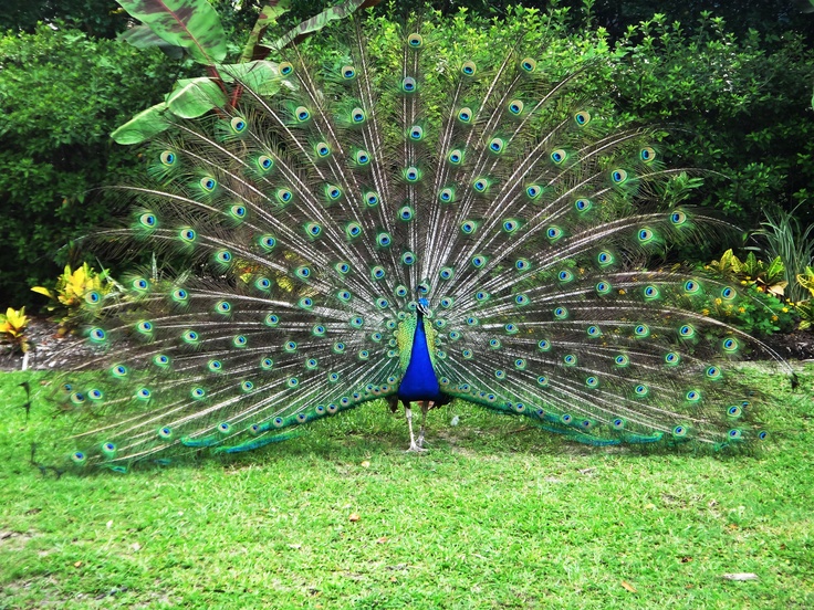 a peacock with its feathers spread out on the grass in front of trees and bushes