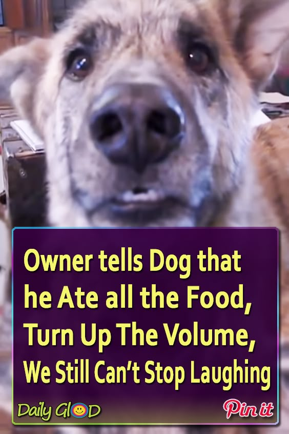 a dog holding a sign that says owner tells dog that he ate all the food, turn up the volume, we still can't stop laughing