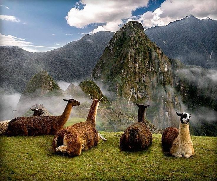 four llamas sitting in the grass with mountains in the background