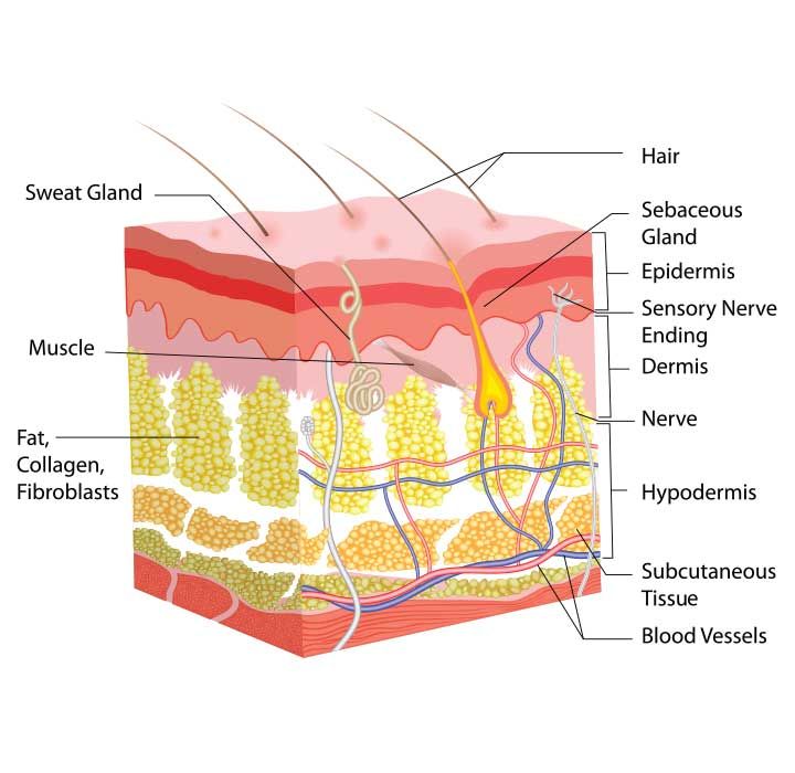 diagram of the structure of skin