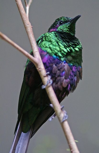 a colorful bird sitting on top of a tree branch next to a green and purple flower