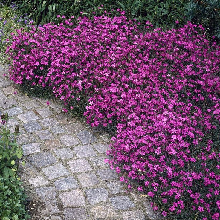 purple flowers are growing on the side of a brick path in front of some bushes