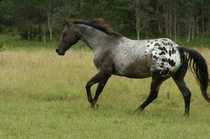 a black and white horse running in the grass