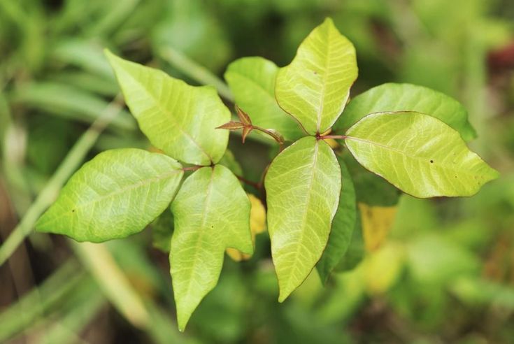 How to Identify Poison Oak, Poison Ivy, and Poison Sumac Plants ...