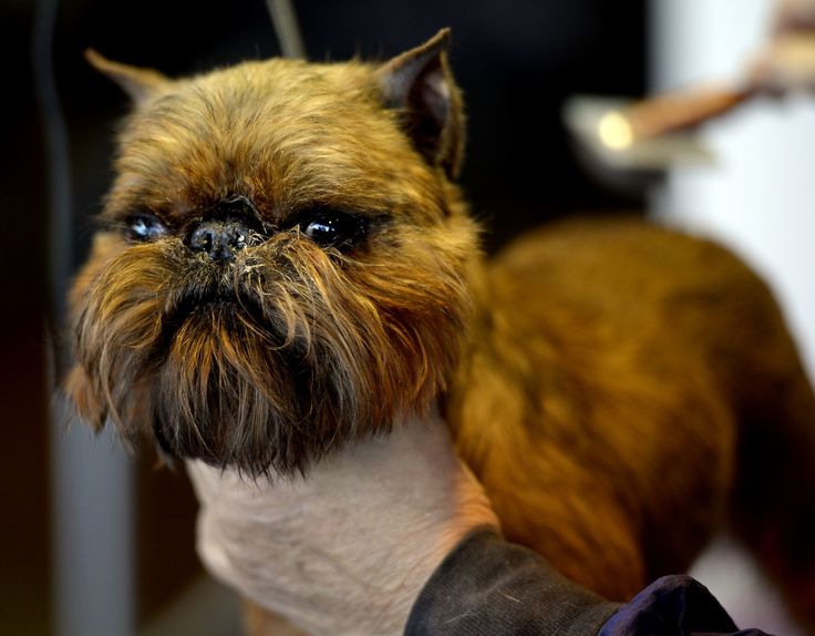 a dog getting its hair cut at a salon