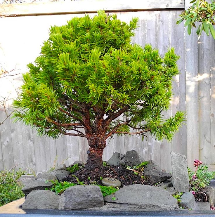 a bonsai tree in a rock garden