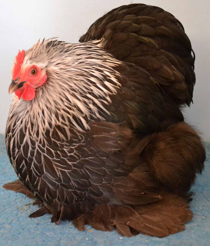 a black and white chicken sitting on top of a blue floor next to a wall