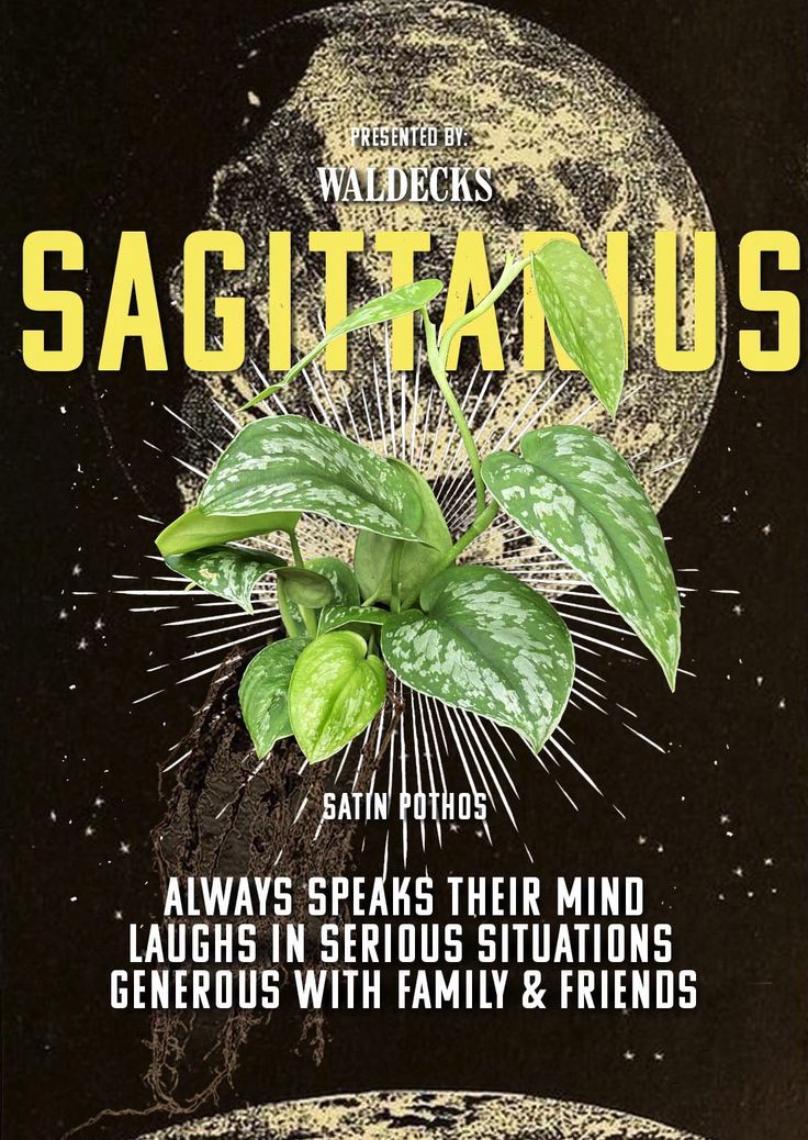 the poster for sagittanus shows leaves and plants