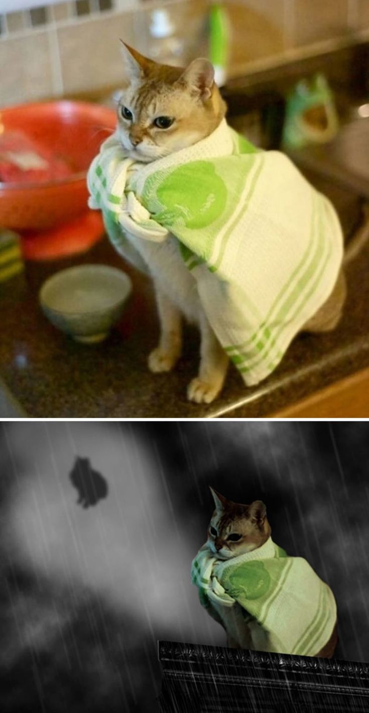 a cat wrapped in a towel sitting on top of a counter next to a sink