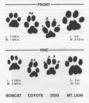 an animal's footprints are shown in black and white, as well as the size of