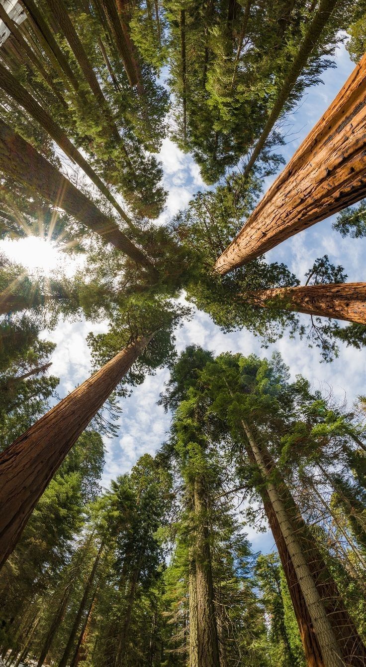 looking up at tall trees in the forest