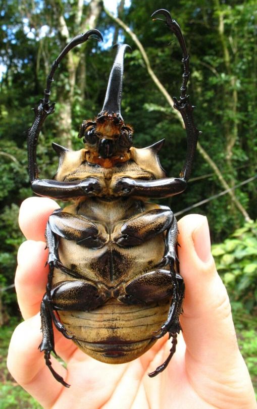 a close up of a person holding a bug in front of a forest filled with trees