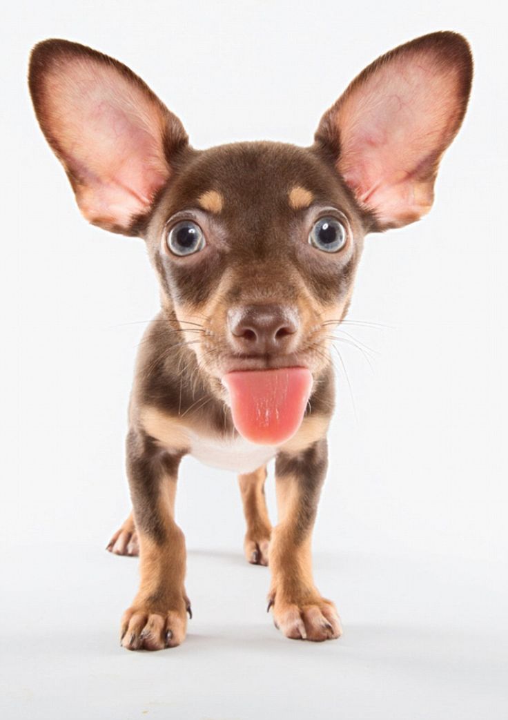 a small dog with its tongue hanging out looking at the camera while standing on a white surface