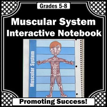 Youtube Video Muscular System 7th Grade image.