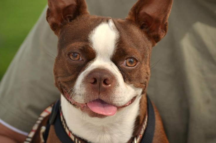 a small brown and white dog wearing a collar with it's tongue hanging out